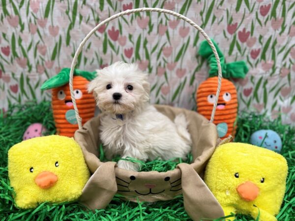 [#26402] White Male Maltese Puppies For Sale
