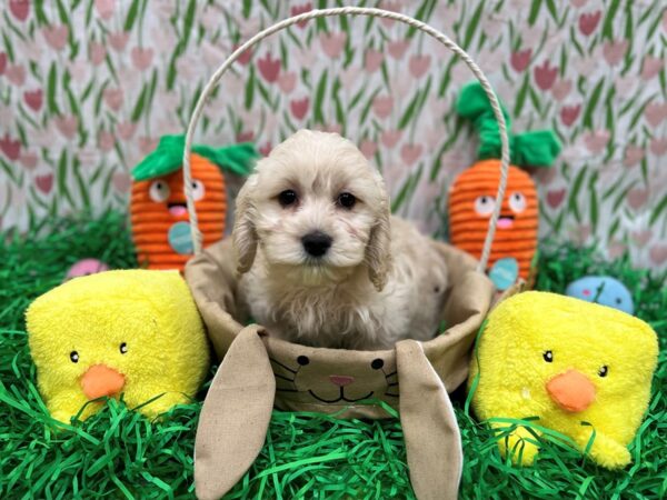 F1b Cockapoo-Dog-Female-Fawn-26406-Petland Las Vegas, Nevada