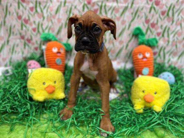 Boxer Dog Male Fawn 26382 Petland Las Vegas, Nevada