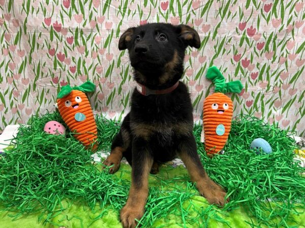 German Shepherd Dog-Dog-Female-Black and Tan-26391-Petland Las Vegas, Nevada