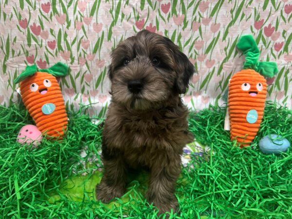 [#26409] Blue Merle Male Poodle/Soft Coated Wheaten Terrier Puppies For Sale
