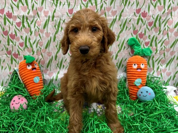 F1B Goldendoodle Dog Male Dk Golden 26414 Petland Las Vegas, Nevada