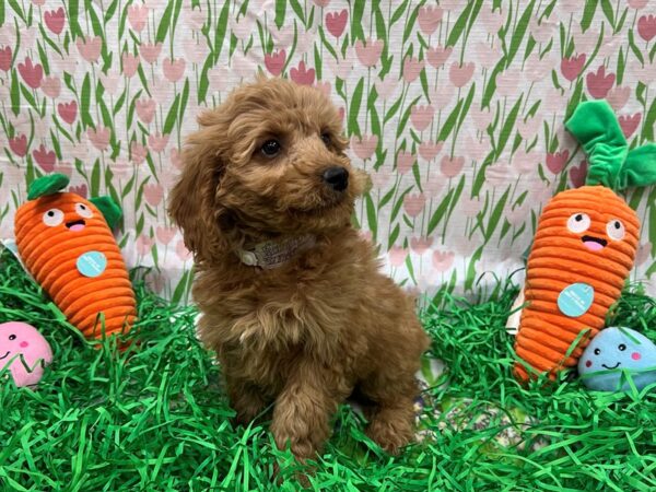 F1B Mini Goldendoodle Dog Female Golden 26411 Petland Las Vegas, Nevada