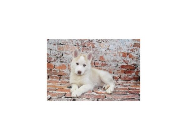 [#26422] Red and White Female Siberian Husky Puppies For Sale