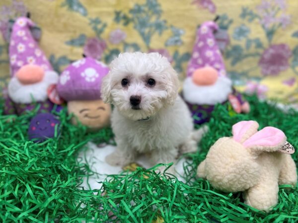 Bichon Frise Dog Male White 26416 Petland Las Vegas, Nevada