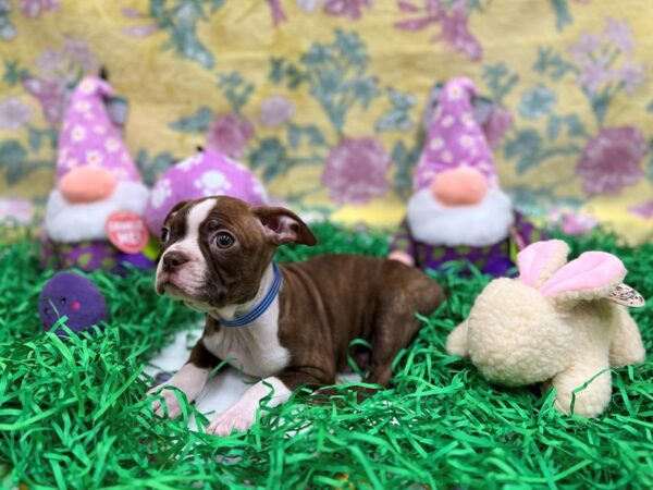 Boston Terrier Dog Male Seal Brindle / White 26440 Petland Las Vegas, Nevada