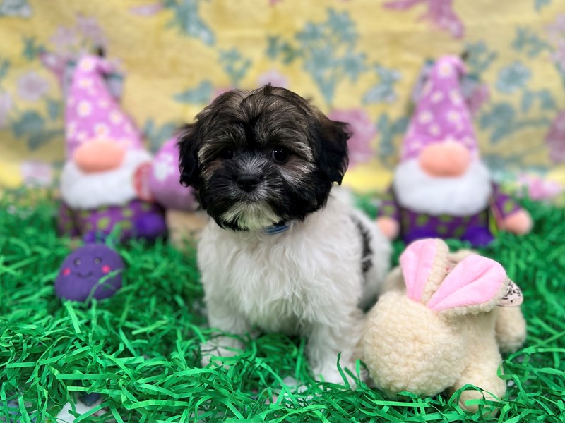 Havanese - 26434 Image #1