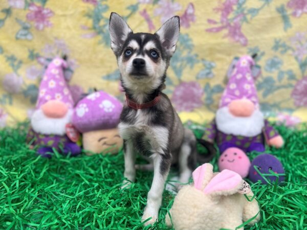 Alaskan Klee Kai-Dog-Female-Black / White-26433-Petland Las Vegas, Nevada