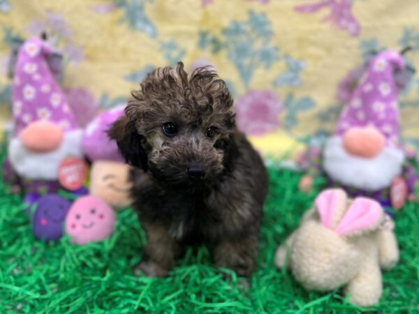 [#26420] Café Male Poodle Puppies For Sale