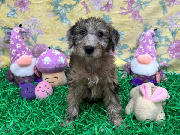 Poodle/Soft Coated Wheaten Terrier Dog Female Red Merle 26428 Petland Las Vegas, Nevada