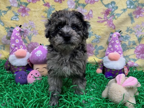 Poodle/Soft Coated Wheaten Terrier Dog Female Blue Merle 26429 Petland Las Vegas, Nevada