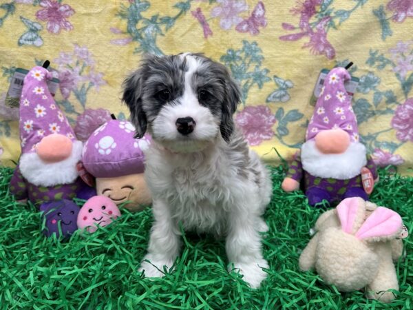[#26427] White / Blue Merle Female Cocker Spaniel/Poodle Puppies For Sale