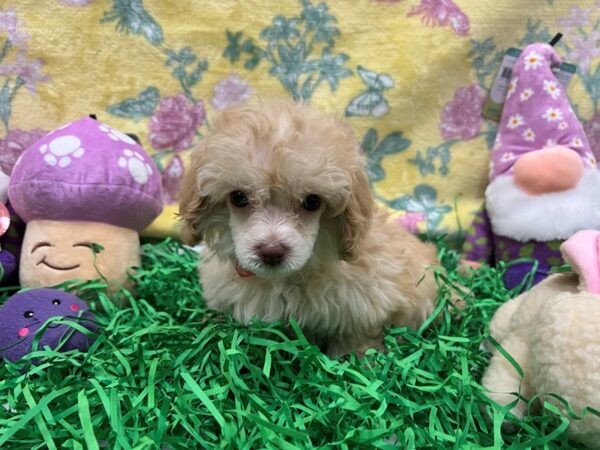 Poodle-Dog-Female-Apricot-26436-Petland Las Vegas, Nevada