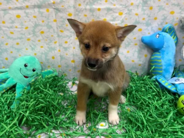 Shiba Inu-Dog-Female-Red-26447-Petland Las Vegas, Nevada