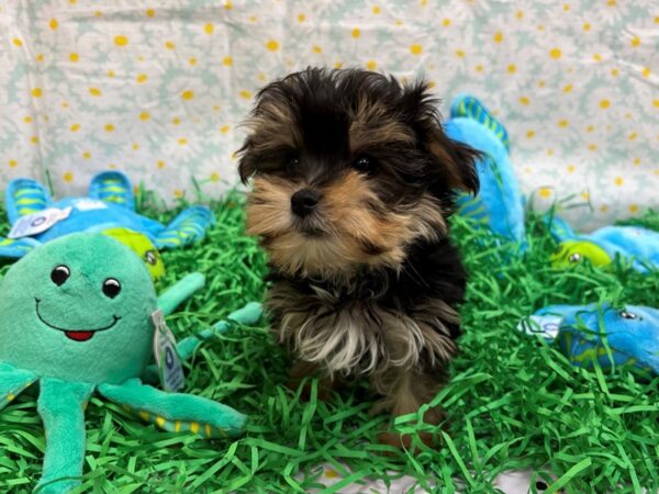 Maltese/Yorkshire Terrier Dog Male Black and Tan 26445 Petland Las Vegas, Nevada