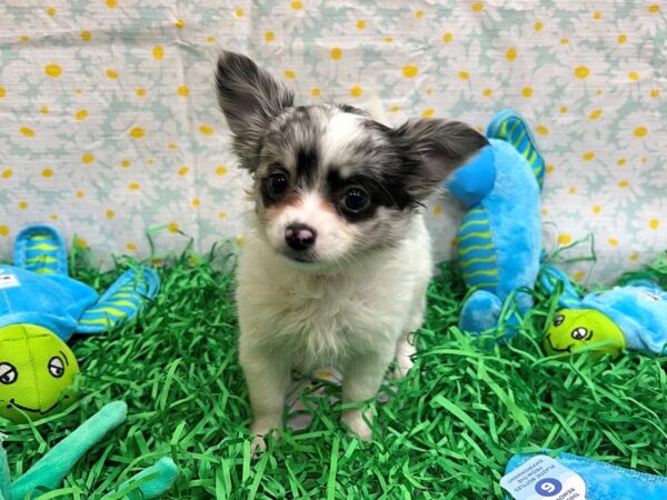 Chihuahua-Dog-Female-Blue Merle-26451-Petland Las Vegas, Nevada