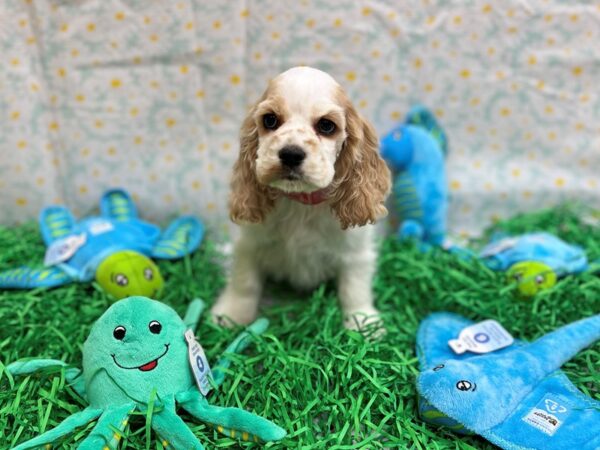 [#26452] Buff and White Female Cocker Spaniel Puppies For Sale
