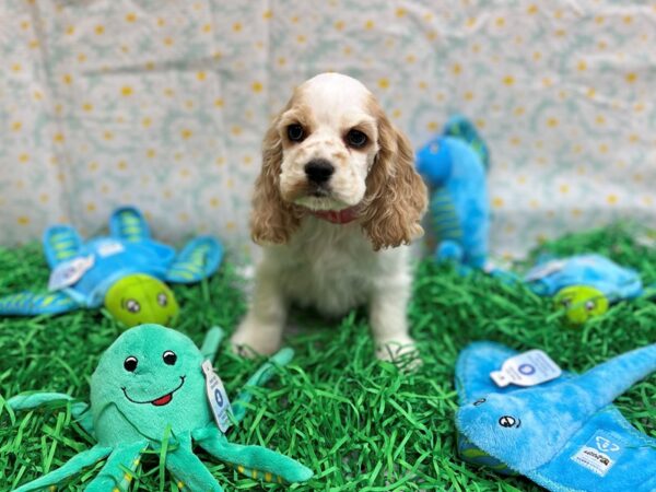 Cocker Spaniel-Dog-Female-Buff and White-26452-Petland Las Vegas, Nevada