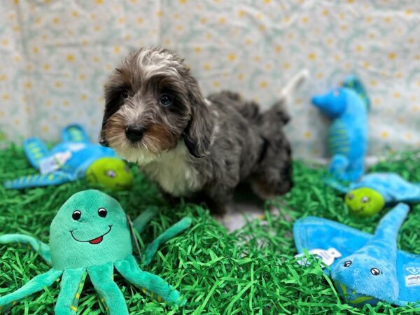 F1B Mini Labradoodle-Dog-Female-Blue Merle / Tan-26457-Petland Las Vegas, Nevada