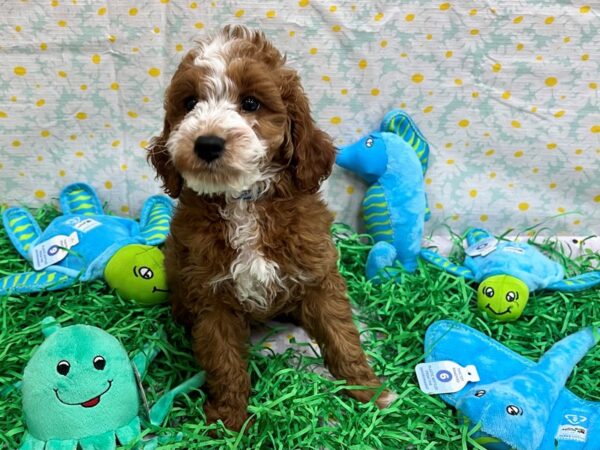 F1B Mini Goldendoodle Dog Male Red 26455 Petland Las Vegas, Nevada