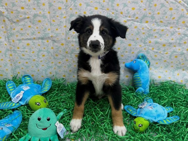 [#26475] Tri-Color Male Miniature Australian Shepherd Puppies For Sale