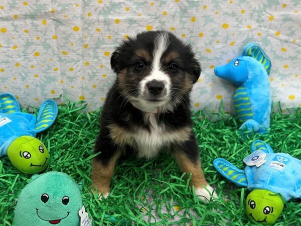 [#26477] Tri-Color Female Miniature Australian Shepherd Puppies For Sale