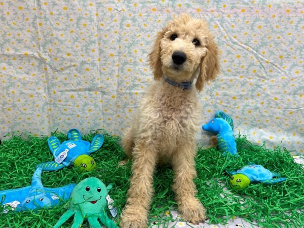 F1B Goldendoodle Dog Male 26473 Petland Las Vegas, Nevada