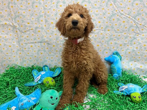 F1B Goldendoodle Dog Female 26474 Petland Las Vegas, Nevada