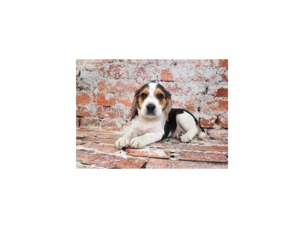 Beagle Dog Male Black White and Tan 26490 Petland Las Vegas, Nevada