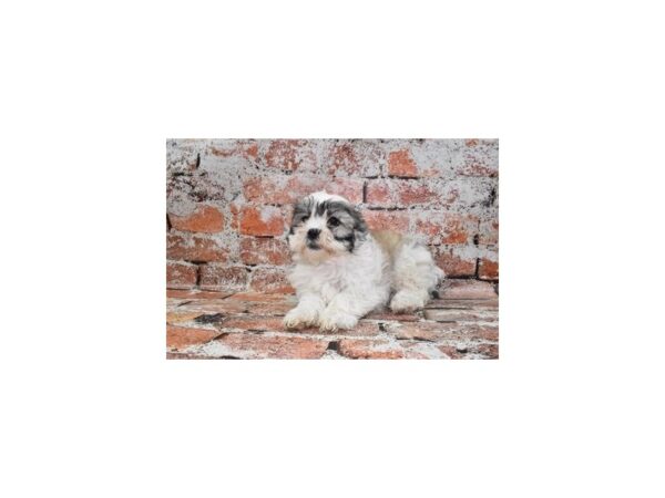 [#26481] Silver Gold and White Female Bichon Frise/Shih Tzu Puppies For Sale