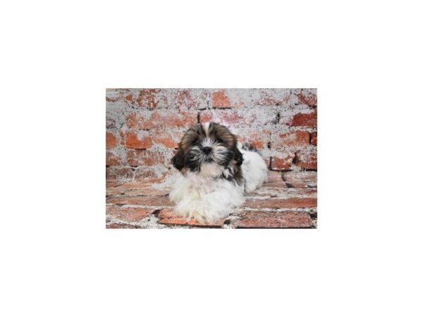 Shih Tzu-Dog-Male-Red and White-26485-Petland Las Vegas, Nevada