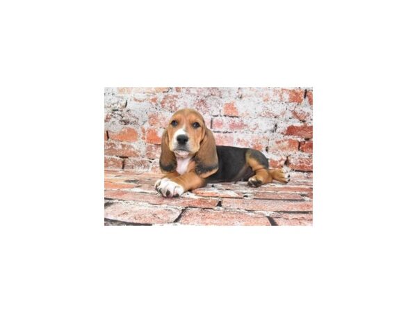 [#26488] Black Tan and White Male Basset Hound Puppies For Sale