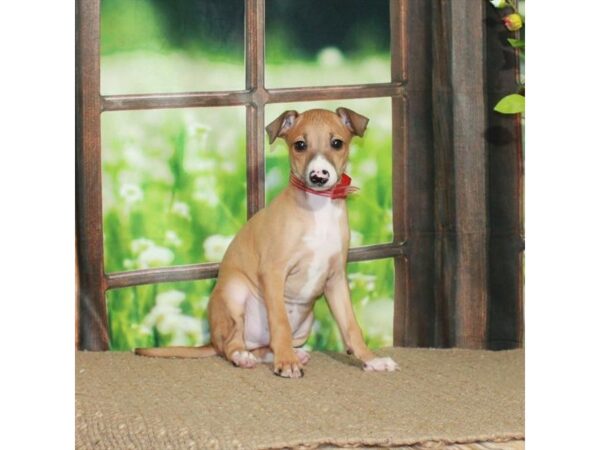 Italian Greyhound Dog Male Fawn 26498 Petland Las Vegas, Nevada