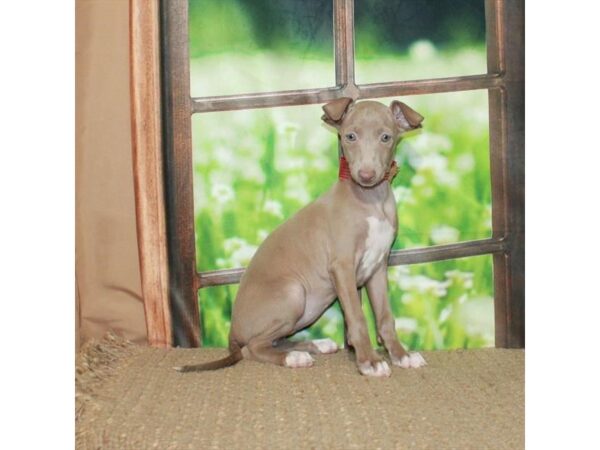 Italian Greyhound-Dog-Female-Chocolate Fawn-26497-Petland Las Vegas, Nevada