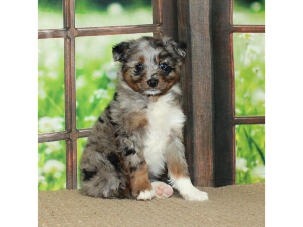 Australian Shepherd/Poodle Dog Female Blue Merle / Tan 26500 Petland Las Vegas, Nevada