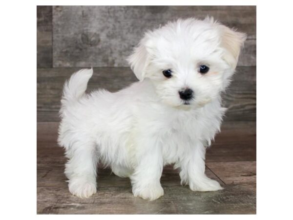 Maltese Dog Female White 26492 Petland Las Vegas, Nevada