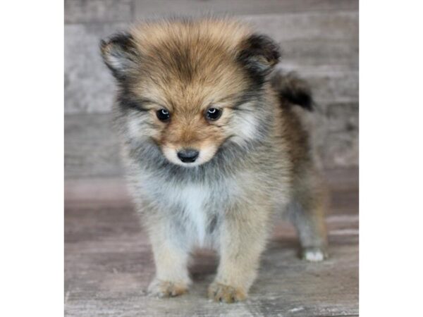 Pomeranian-Dog-Female-Red Sable-26493-Petland Las Vegas, Nevada