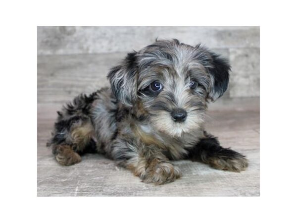 Poodle/Yorkshire Terrier Dog Female Blue Merle 26496 Petland Las Vegas, Nevada