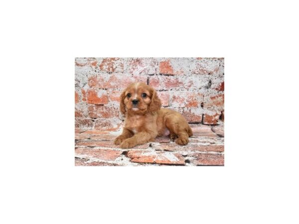 Cavalier King Charles Spaniel-Dog-Male-Ruby-26506-Petland Las Vegas, Nevada