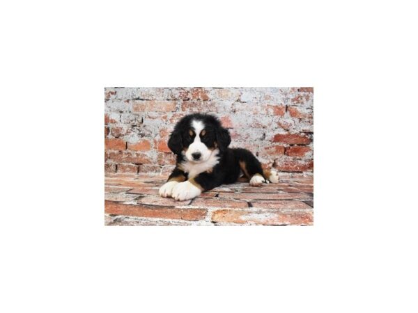 Bernese Mountain Dog-Dog-Female-Black Rust and White-26505-Petland Las Vegas, Nevada