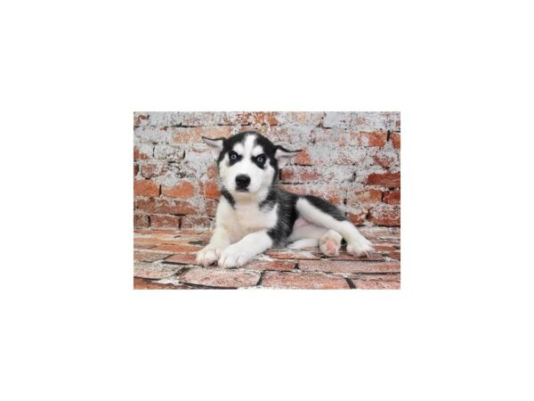 [#26512] Black and White Female Siberian Husky Puppies For Sale