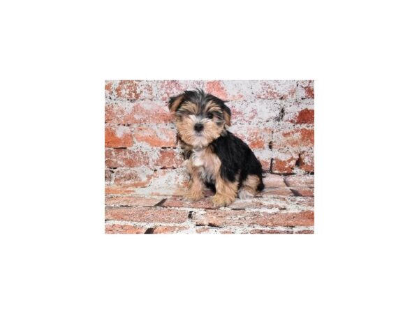 Maltese/Yorkshire Terrier-Dog-Female-Black and Tan-26514-Petland Las Vegas, Nevada