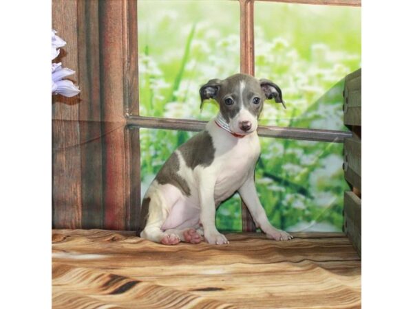 Italian Greyhound-Dog-Female-White / Fawn-26516-Petland Las Vegas, Nevada