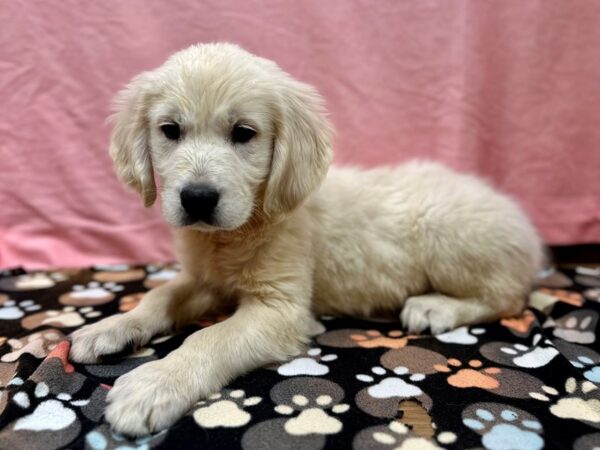 English Cream Golden Retriever Dog Male Cream 26504 Petland Las Vegas, Nevada