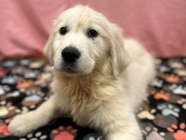 English Cream Golden Retriever Dog Male Cream 26502 Petland Las Vegas, Nevada