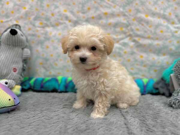 Maltese/Poodle Dog Female Apricot 26539 Petland Las Vegas, Nevada