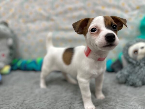 [#26538] White / Red Female Jack Russell Terrier Puppies For Sale