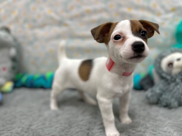 Jack Russell Terrier Dog Female White / Red 26538 Petland Las Vegas, Nevada