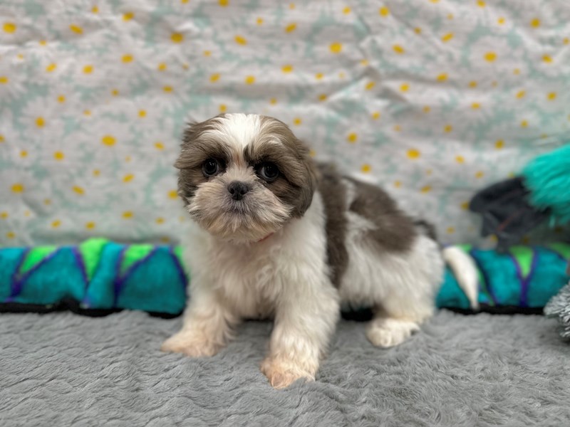 Shih Tzu - 26537 Image #1