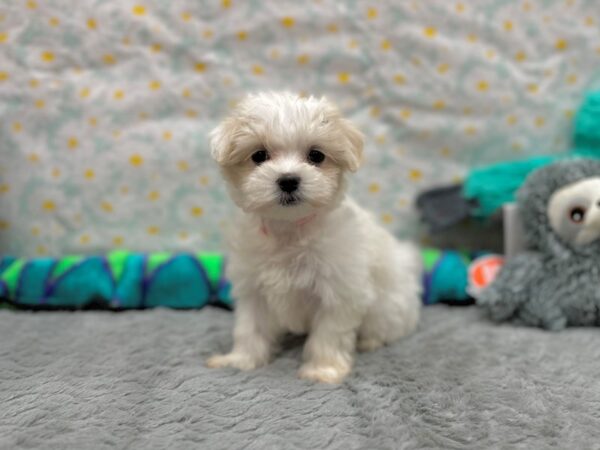 Maltese Dog Female White 26536 Petland Las Vegas, Nevada